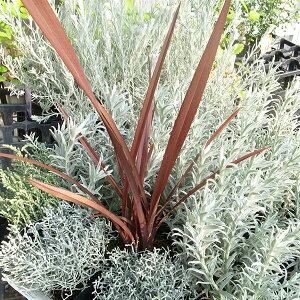 j[TC `R[gNbL[ 3TCY |bgc CujOJ[̔t ϗtA ɋJ[[t