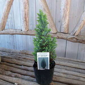 Rjt@[ S[hX^[ 3TCY 30cmZ` c ϗtA