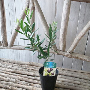 I[u ReB[i 3.5TCY O|bgc 40cmZ` ϗtA Vo[O[̗tFŎϗtƂĂlC