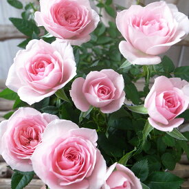 ミニバラ クリームピンクロスアロマ 香りのバラ 3.5号サイズ 鉢植え 人気品種 ほのかな芳香があり淡いピンク色で花弁数が多い素敵なミニバラ