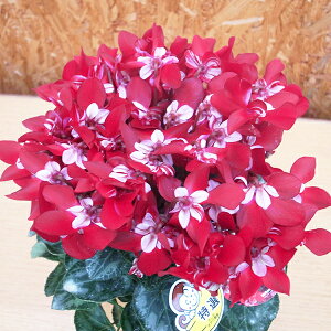 y12{z~jVN WbNX Cbh 5TCY A