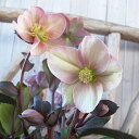 クリスマスローズ HGC ピンクフロスト 5号サイズ 花芽付　5号サイズの鉢植え