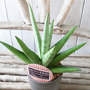 A TZxA Vo[NE 3.5oCI}X  TXxA 30cmZ` ϗtA