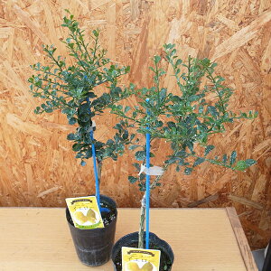 フィンガーライム ニューイエロー 3.5号ロング苗