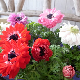 八重咲きアネモネ ポルトダブル 苗 3株セット 多年草 花芽付