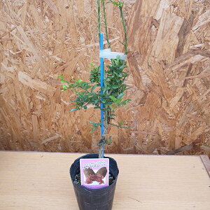 tBK[C bNXbh 3.5TCY Oc ʓ̐FO[EsNECG[EbhȂǃJ[oG[VLx