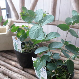 [J Oj[@ ϗtA@ n[u@[@ԕ΍ɂʃ[J O[  ~h