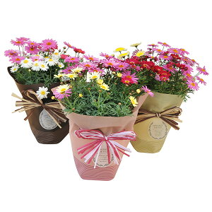 }[Kbg 3FA 6TCY  A ̓ {[_  Jt bsOt 40cmZ`  ̓Mtg ̓v[g 2026N