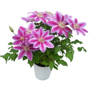 Iׂ N}`X 5TCY A ̓ v[g {[_   ̓Mtgt[  A Mtg̓  ̓ 2025N