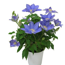 選べる クレマチス 5号サイズ 鉢植え 母の日 プレゼント 特大ボリューム満点 送料無料 鉢花 母の日ギフトフラワー 花 鉢植え ギフト母の日 送料込 母の日 2025年