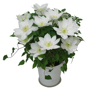 Iׂ N}`X 5TCY A ̓ v[g {[_   ̓Mtgt[  A Mtg̓  ̓ 2025N