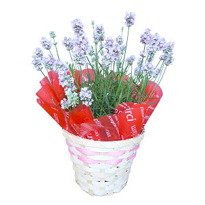 x_[ 5TCY  A ̓v[g {[僉x_[  fGȍƃu[ɐ܂ bsO {  ̓Mtg n[u ̓ 2026N