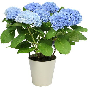  AWTC 8FIׂ z ̓v[g 5TCY A nChWA v[g bh sN p[v u[ zCg {[_   ̓