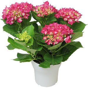  AWTC 8FIׂ z ̓v[g 5TCY A nChWA v[g bh sN p[v u[ zCg {[_   ̓