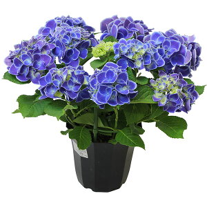  AWTC 8FIׂ z ̓v[g 5TCY A nChWA v[g bh sN p[v u[ zCg {[_   ̓