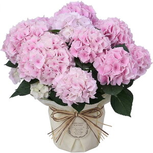�������� �A�W�T�C 8�F����I�ׂ� ���z�� ��̓��v���[���g 5���T�C�Y ���A�� �n�C�h�����W�A �v���[���g ���b�h �s���N �p�[�v�� �u���[ �z���C�g ����{�����[�����_ �������� ���� ��̓�