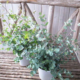 ユーカリ グニー 6号サイズ 鉢植え 高さ60cm 観葉植物