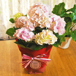 z Iׂ7   ̓ e[u AWTC bsOt RbgLfB xxbgr[eB {[Vu[ LfBn[g R[[t f