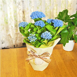 z Iׂ7   ̓ e[u AWTC bsOt RbgLfB xxbgr[eB {[Vu[ LfBn[g R[[t f