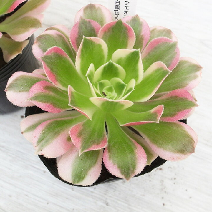 観葉植物：アエオニウム 白鳳錦*5号 ハクホウニシキ（レア品種 