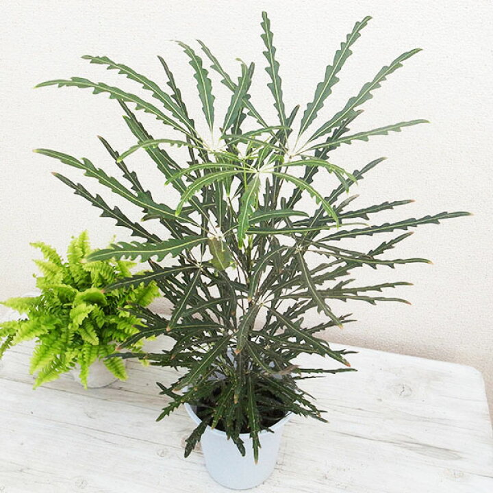 楽天市場】アラレア グリーンエレガンス 4号サイズ 鉢植え 観葉植物 高 
