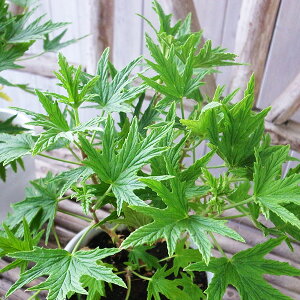 n[u[j[ X[p[ Vgl 3.5TCY ̍肪n[u[j[ 20cmZ`