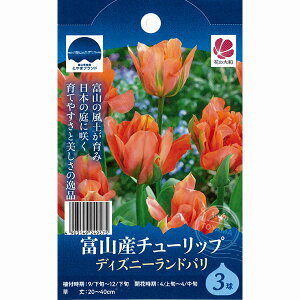 xR̐`[bvB fBYj[hp 3Zbg