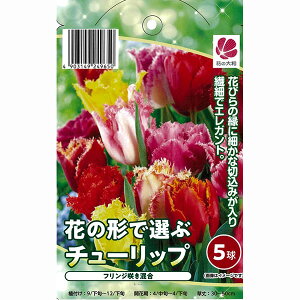 Ԃ̌`őIԃ`[bv5Zbg tW炫 ς炫