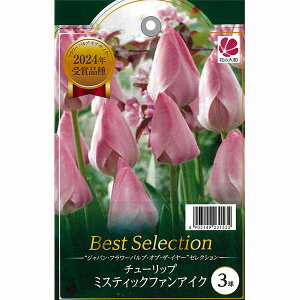 Wpt[IuC[܃`[bv ~XeBbNt@ACN 3Zbg