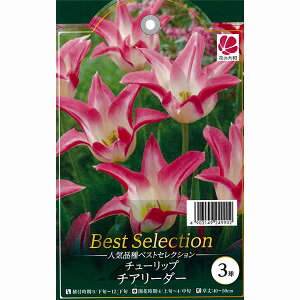 lC`[bv `A[_[ 3Zbg NEW xXgZNV