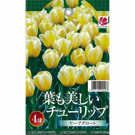 葉も美しいチューリップ ヤープグロート 4球セット