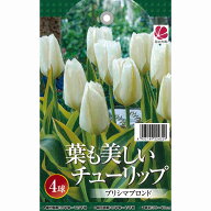 葉も美しいチューリップ プリシマブロンド 4球セット