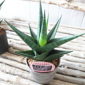 A TZxA ChEc[ 3.5TCY oCI}X ϗtA 25cmZ`