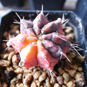 ギムノカリキウム ミハノビッチ錦 2.5号サイズ 鉢植え 赤やオレンジの鮮やかな斑が特徴的なサボテンでスタイリッシュなフォルムが特徴