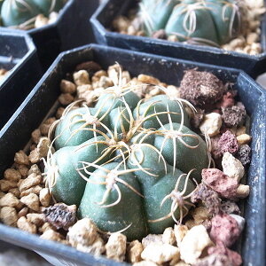 ギムノカリキウム 海王丸 2.5号サイズ 鉢植え うねるように球体に巻きつくトゲが特徴的なサボテンでスタイリッシュなフォルムが特徴