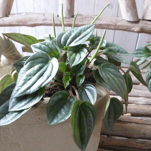 yy~A i|iCc 3TCY |bgc Vo[u[̗t N