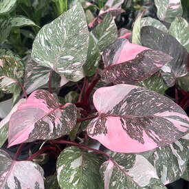 フィロデンドロン ピンクプリンセスマーブル 4号サイズ 鉢植え 送料無料 観葉植物 高さ30cmセンチ程
