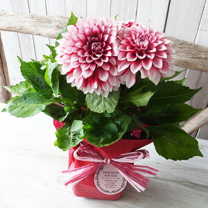 ̓ _A փ_A 4TCY A bsOt ꕔn   ̓v[g 2026N