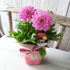 ̓ _A փ_A 4TCY A bsOt ꕔn   ̓v[g 2026N