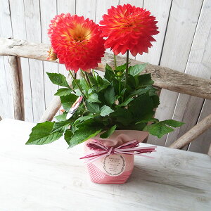 母の日 ダリア 大輪ダリア 4号サイズ 鉢植え ラッピング付き 一部地域 送料無料 鉢花 母の日プレゼント 2026年