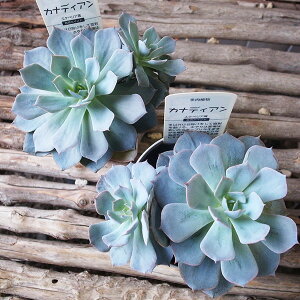 GPxA JifBA 3.5TCY A A zCg[ti