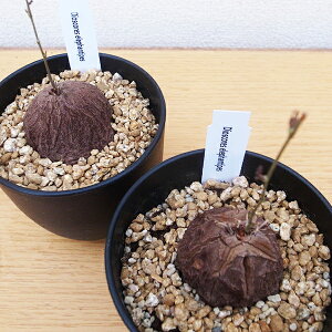 AtJTbiAtJLbREEj 3.5TCY A A