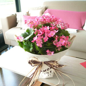 オータムギフト ベコニア ラブミー5号サイズ 鉢植え ラッピング付き 送料無料