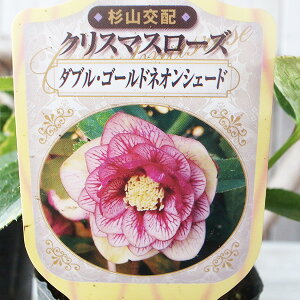 ���R��z �N���X�}�X���[�Y�c �_�u���S�[���h�l�I���V�F�[�h 3���T�C�Y �c