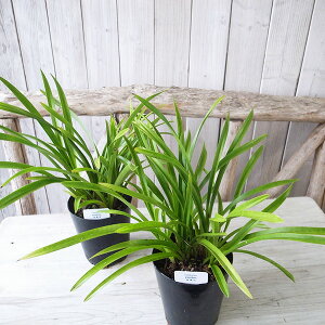 jz~co`U ŕ LEw 4 ԖtJԌ IU