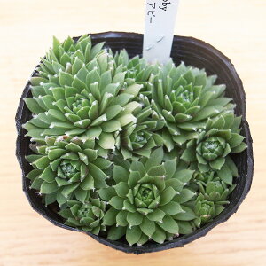 ZyrE ANmCfE Ar[ 2.5TCY c RA