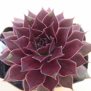 ZyrE Xgx[LEC 2.5TCY c RA