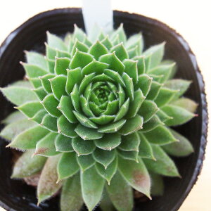 ZyrE Cbh 2.5TCY c RA