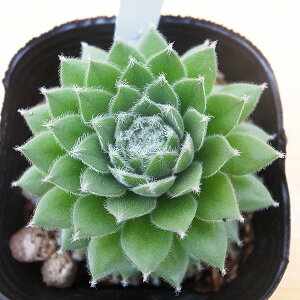 ZyrE _[i 2.5TCY c RA