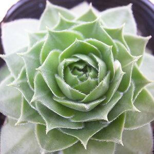 ZyrE Ixbg 2.5TCY c RA